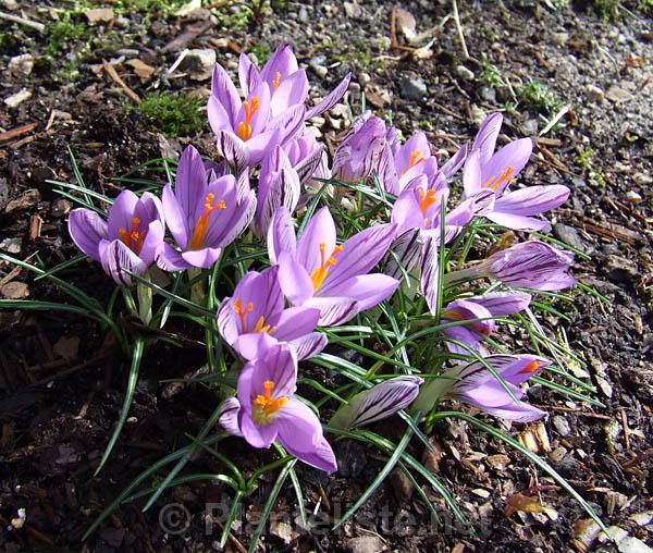 Crocus corsicus - Click for next image