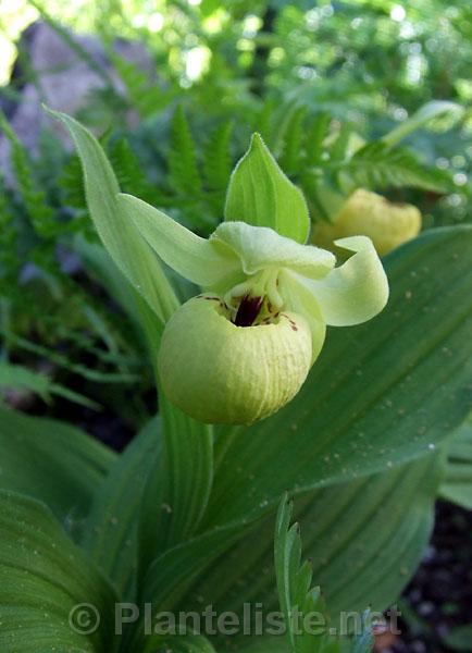 Cypripedium flavum - Click for next image