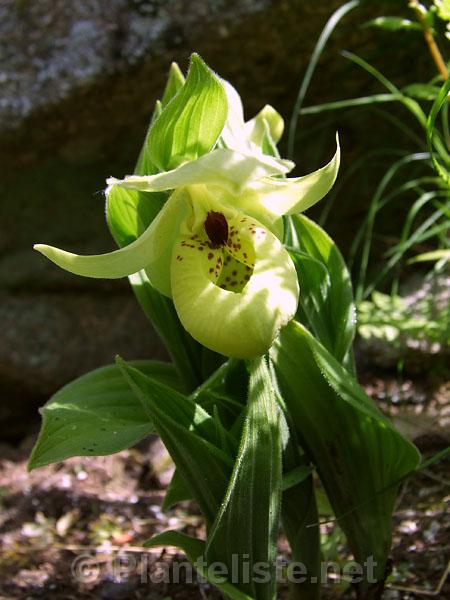 Cypripedium flavum - Click for next image