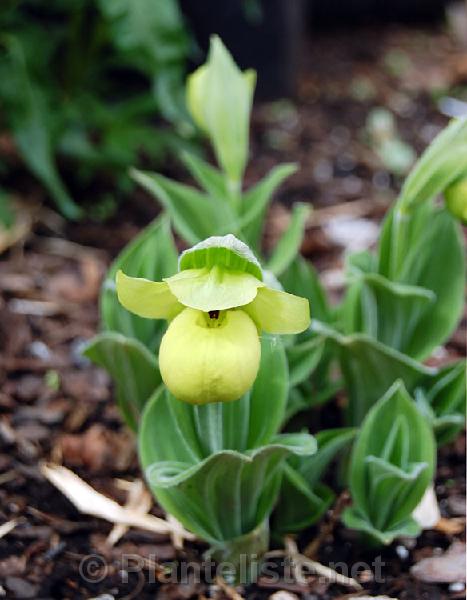 Cypripedium flavum - Click for next image