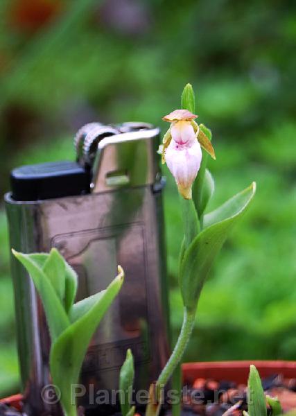 Cypripedium plectrochilum - Click for next image