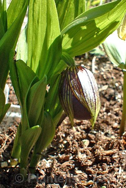 Cypripedium tibeticum - Click for next image
