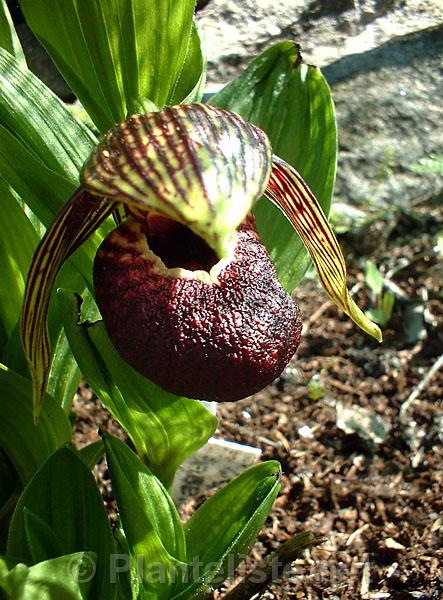 Cypripedium tibeticum - Click for next image