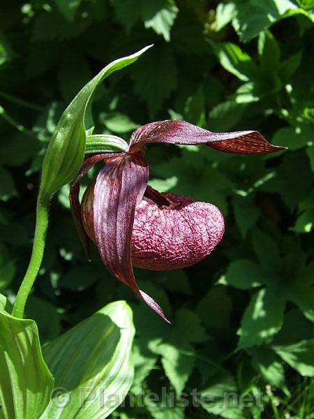 Cypripedium tibeticum - Click for next image