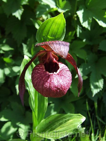 Cypripedium tibeticum - Click for next image