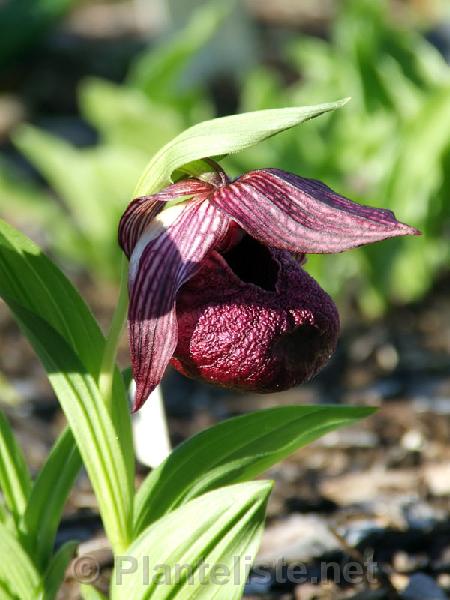 Cypripedium tibeticum - Click for next image