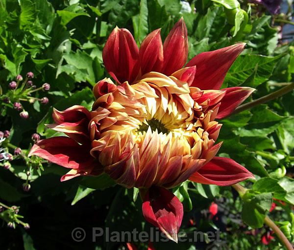 Dahlia 'Akita' - Click for next image