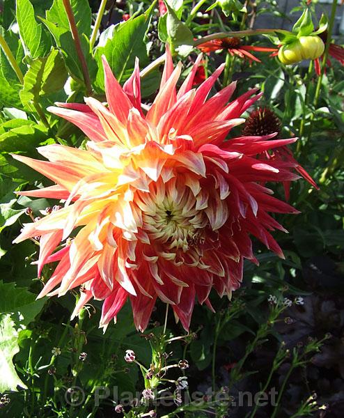 Dahlia 'Akita' - Click for next image