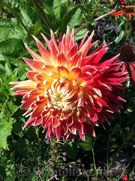 Dahlia 'Akita' - Click for next image
