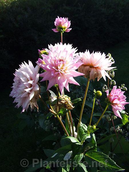 Dahlia 'Winter Springs' - Click for next image
