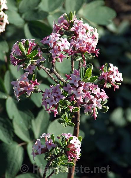 Daphne x burkwoodii 'Carol Mackie' - Click for next image
