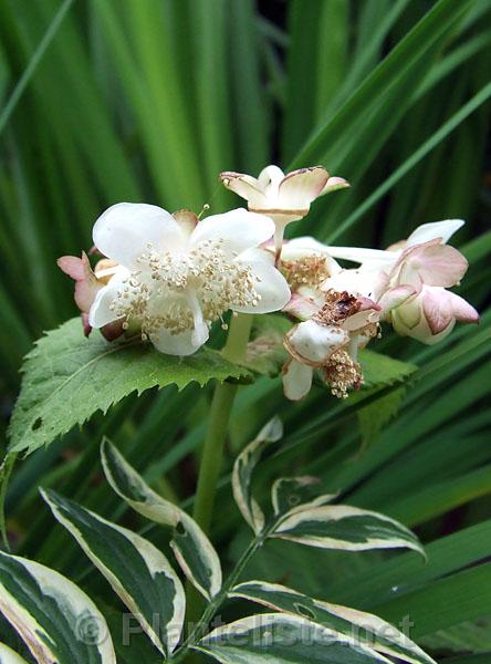 Deinanthe bifida - Click for next image