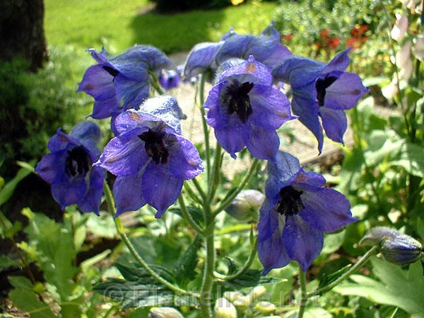 Delphinium brunonianum - Click for next image