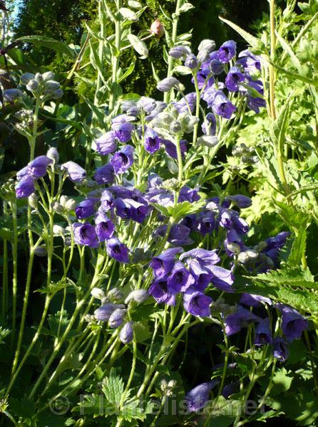 Delphinium brunonianum - Click for next image