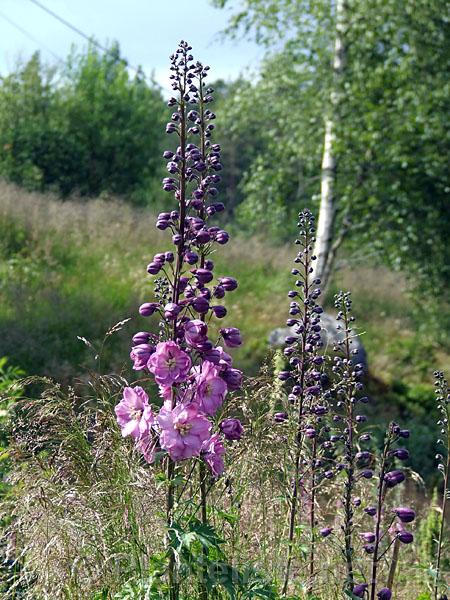 Delphinium 'Dowdeswell #28' - Click for next image
