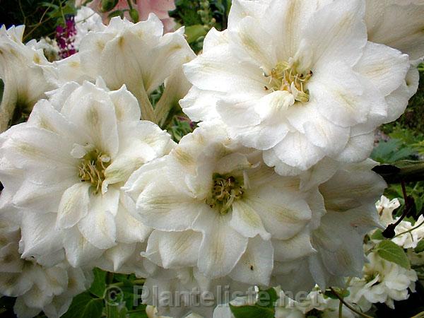Delphinium 'Innocence' - Click for next image