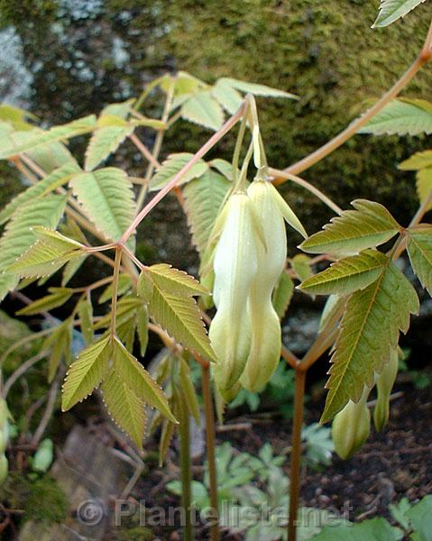 Dicentra macrantha - Click for next image