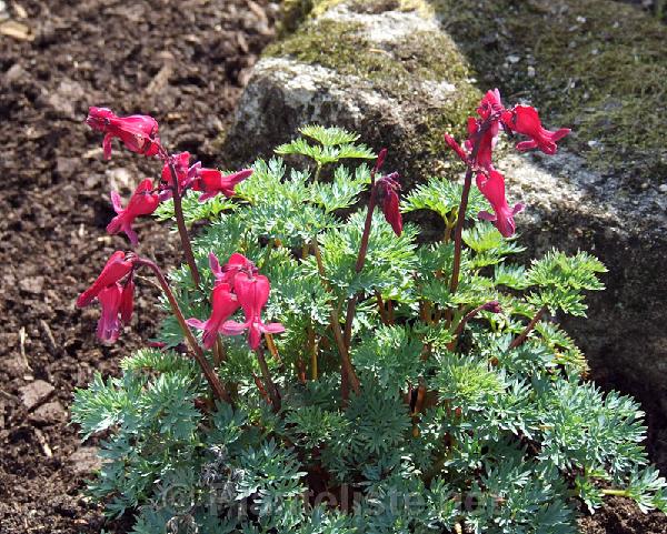 Dicentra 'Burning Heart' - Click for next image