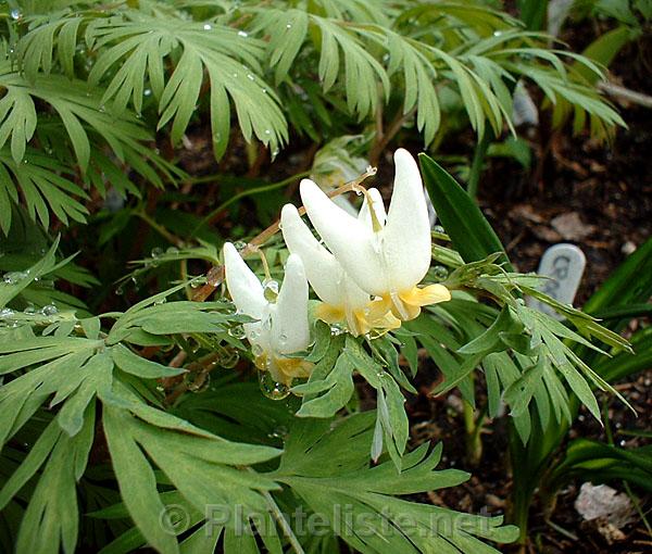 Dicentra cucullaria - Click for next image