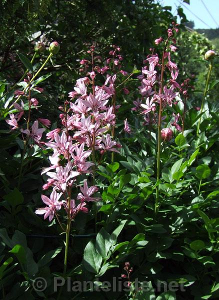 Dictamnus albus - Click for next image