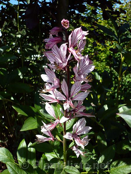 Dictamnus angustifolius - Click for next image