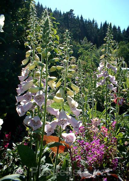 Digitalis 'Camelot F1' - Click for next image