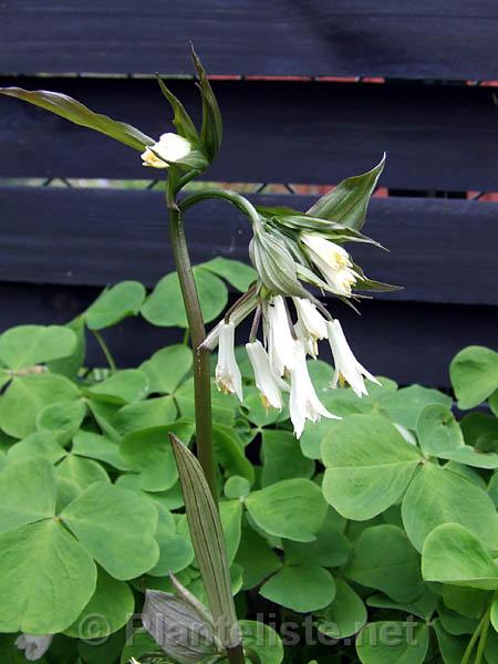 Disporum megalanthum - Click for next image