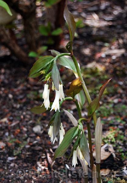Disporum megalanthum - Click for next image