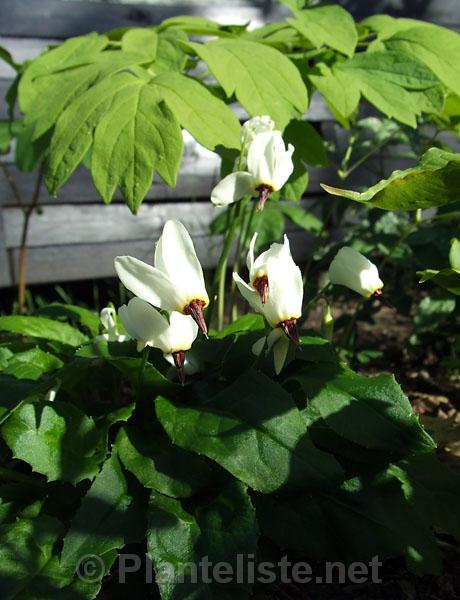 Dodecatheon dentatum - Click for next image