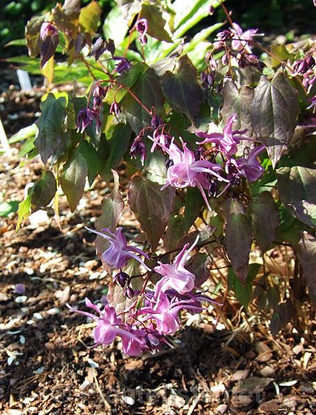 Epimedium grandiflorum 'Lilafee' - Click for next image