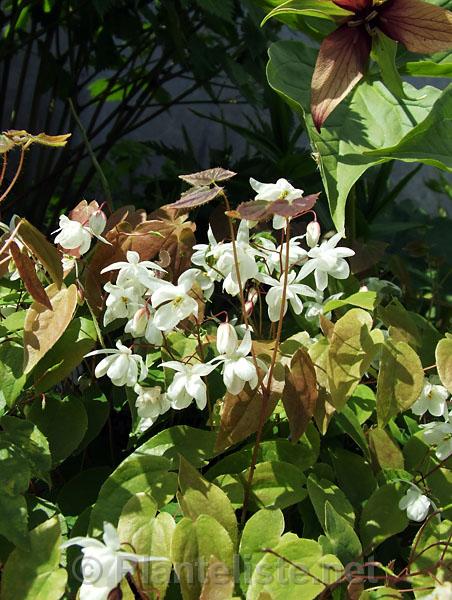 Epimedium x youngianum 'Niveum' - Click for next image