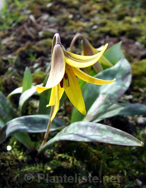 Erythronium americanum - Click for next image