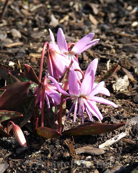 Erythronium dens-canis - Click for next image