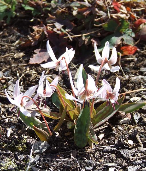 Erythronium dens-canis 'Niveum' - Click for next image