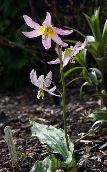 Erythronium 'Kinfaun's Pink' - Click for next image