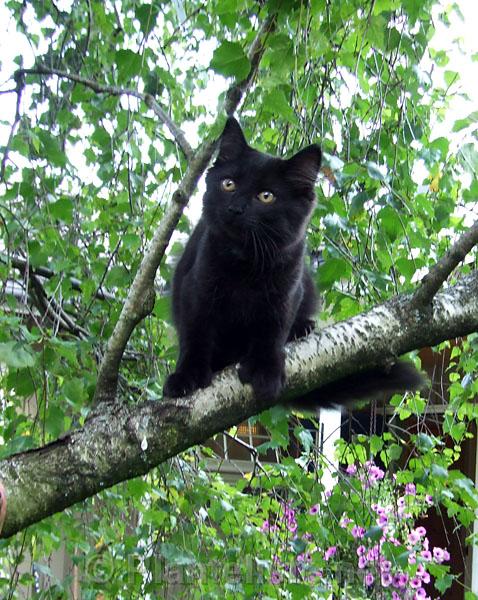 Felis silvestris ssp. catus 'Niger' in Betula pendula - Click for next image