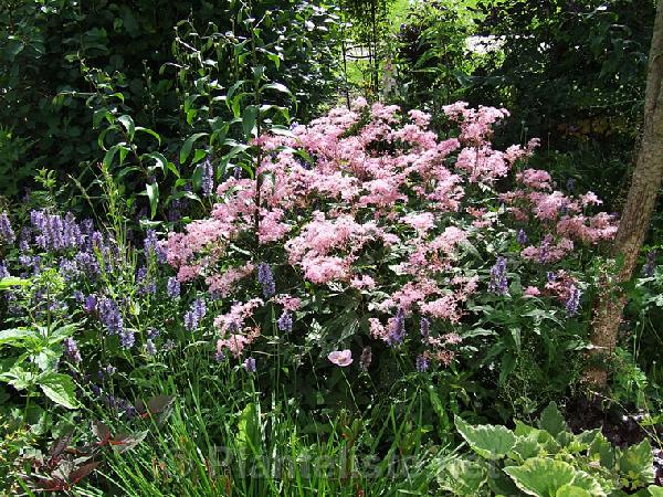 Filipendula multijuga 