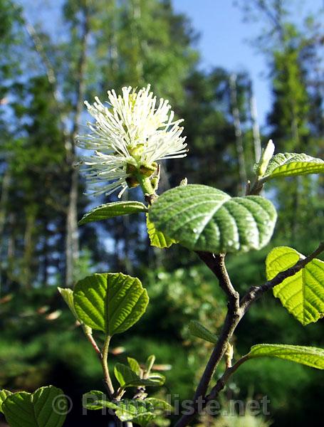 Fothergilla 'Mount Airy' - Click for next image