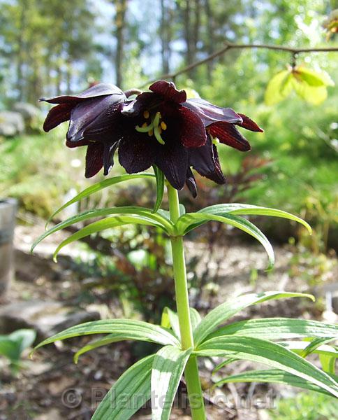 Fritillaria camschatcensis - Click for next image
