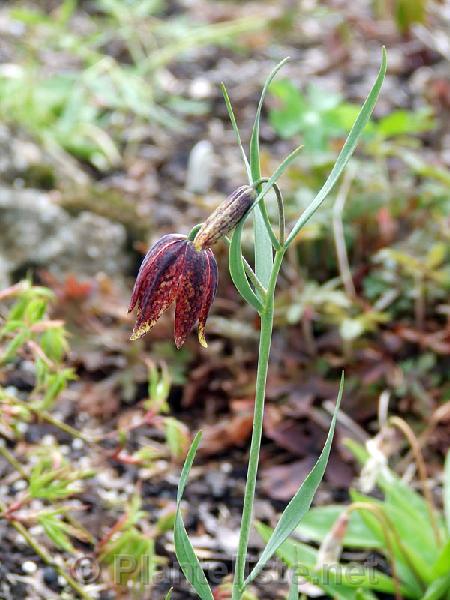 Fritillaria monantha - Click for next image