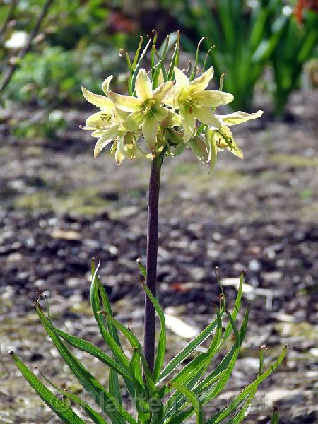 Fritillaria raddeana - Click for next image