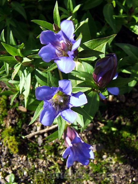 Gentiana hybrid - Click for next image