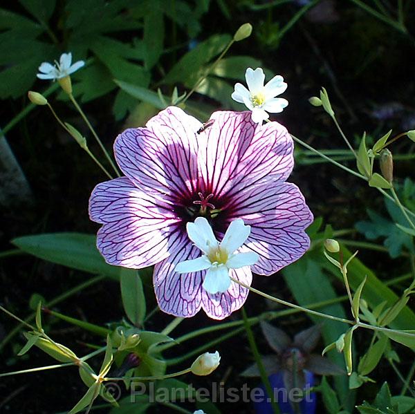 Geranium 'Ballerina' - Click for next image