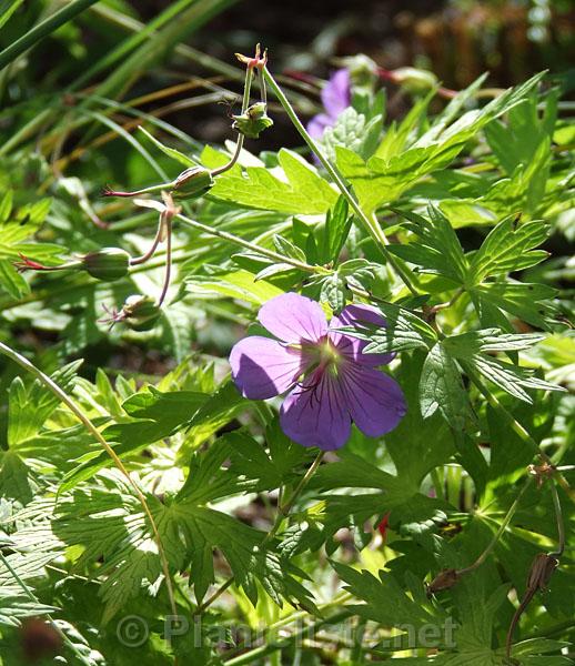 Geranium 'Blue Sunrise' - Click for next image