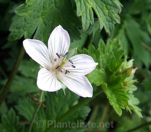 Geranium cf. hispidissimum ex Chen Yi - Click for next image