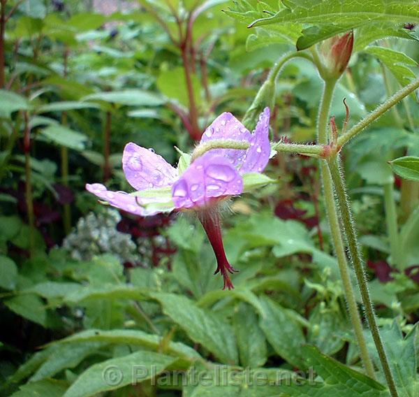 Geranium cf. pogonanthum - Click for next image