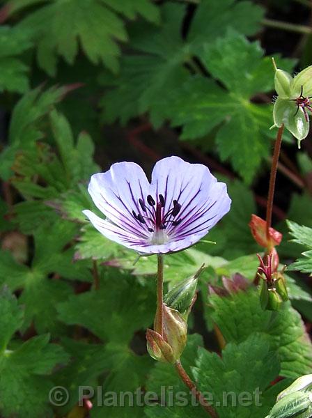 Geranium 'Crystal Lake' - Click for next image