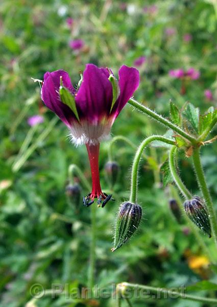 Geranium delavayi - Click for next image