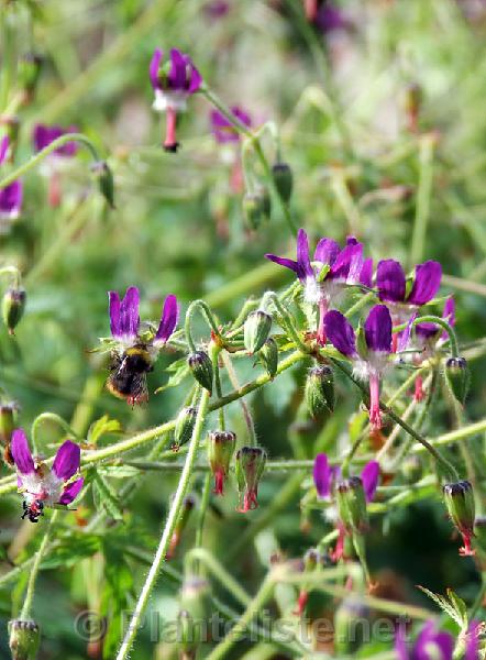 Geranium delavayi - Click for next image