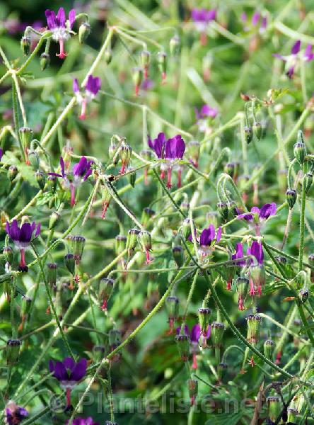 Geranium delavayi - Click for next image